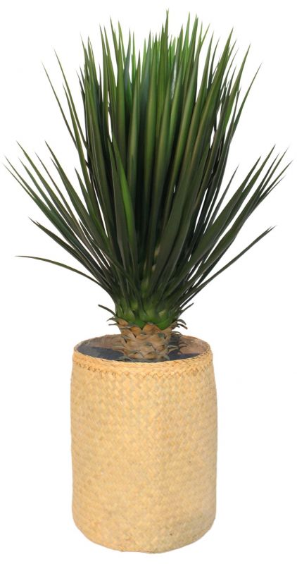 Nahaufnahme der Nairobie Yucca Kunstpflanze im geflochtenen Topf, ideal für die Dekoration.